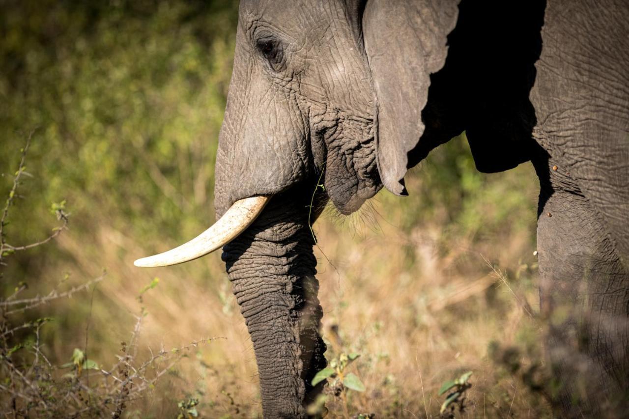 Nkuhlu Tented Camp Скукуза Екстер'єр фото