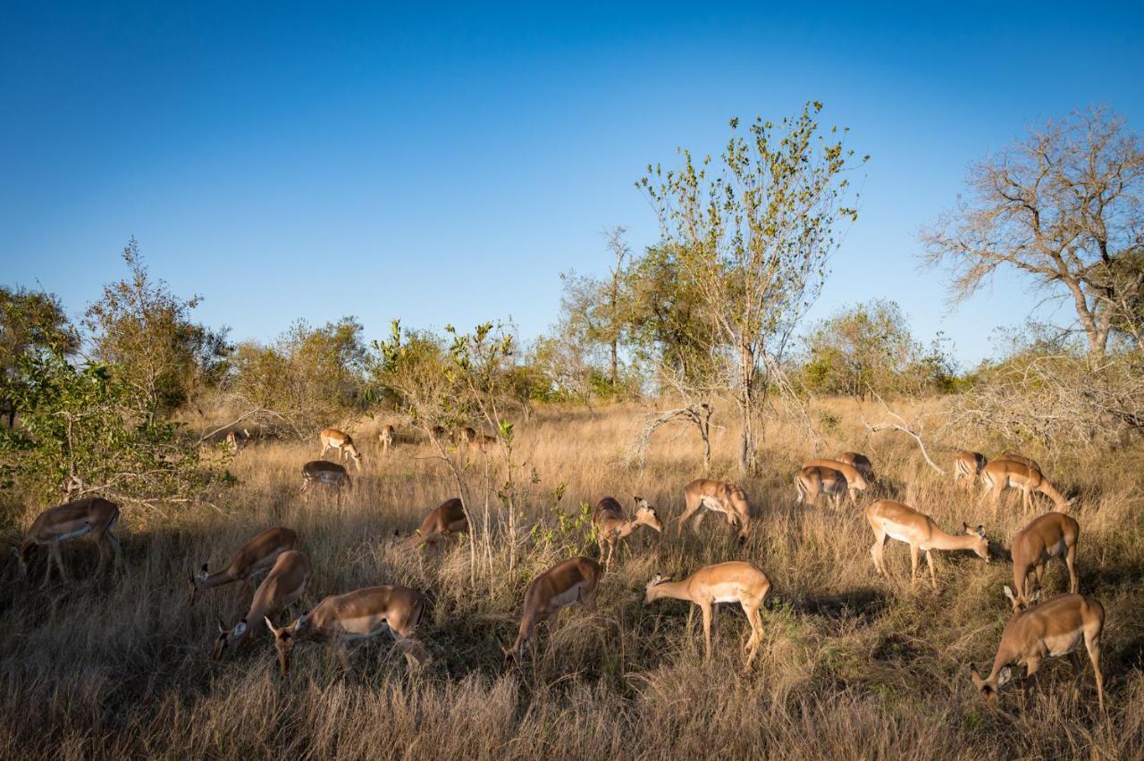 Nkuhlu Tented Camp Скукуза Екстер'єр фото